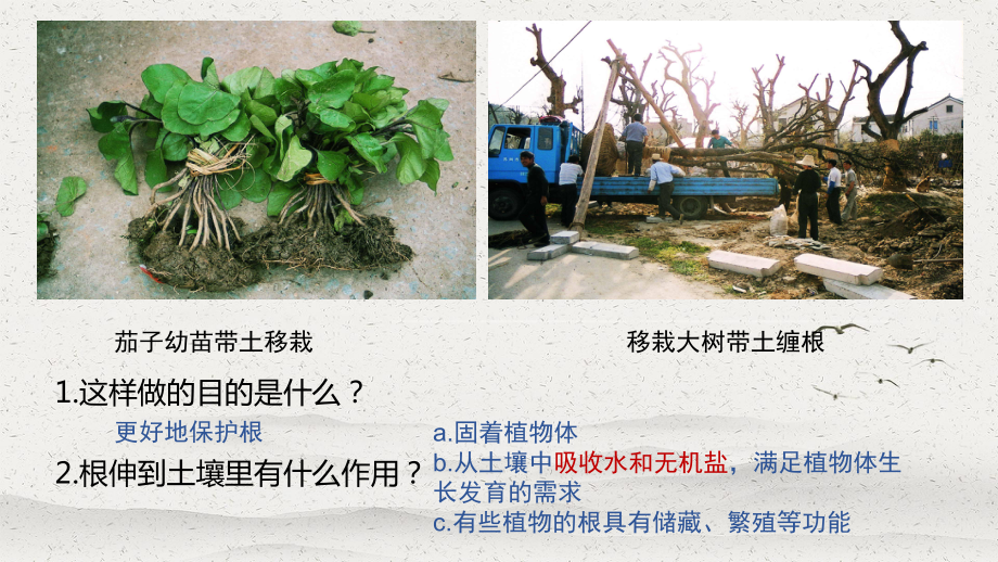 植物对水和无机盐的吸收课件(15).pptx_第2页