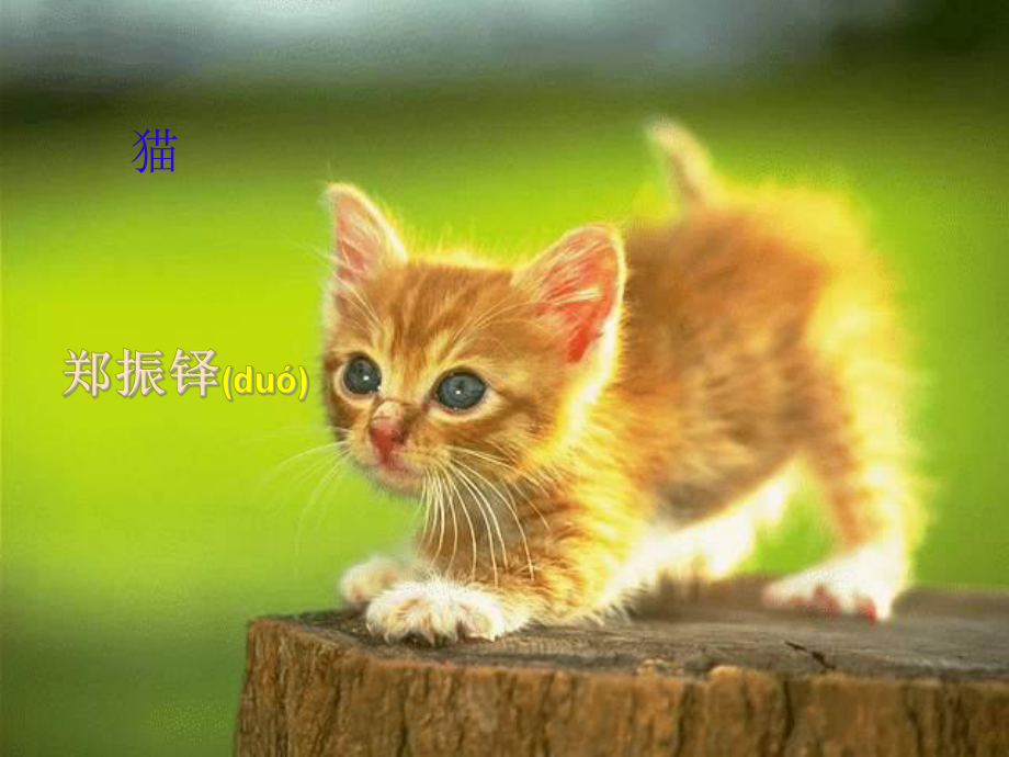 猫一等奖课件正式版.ppt_第3页