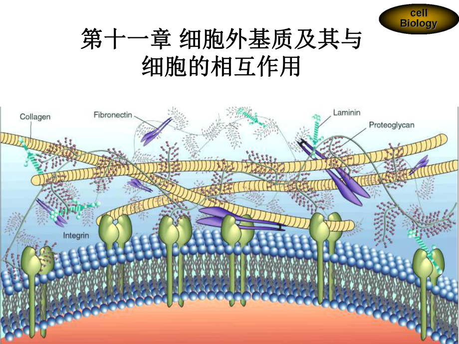 医学细胞生物学-细胞外基质及其与细胞的相互关系课件.ppt_第2页