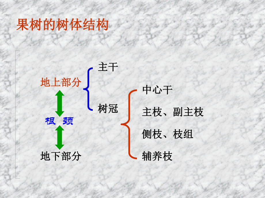 果树的生长发育规律(上)课件.ppt_第3页