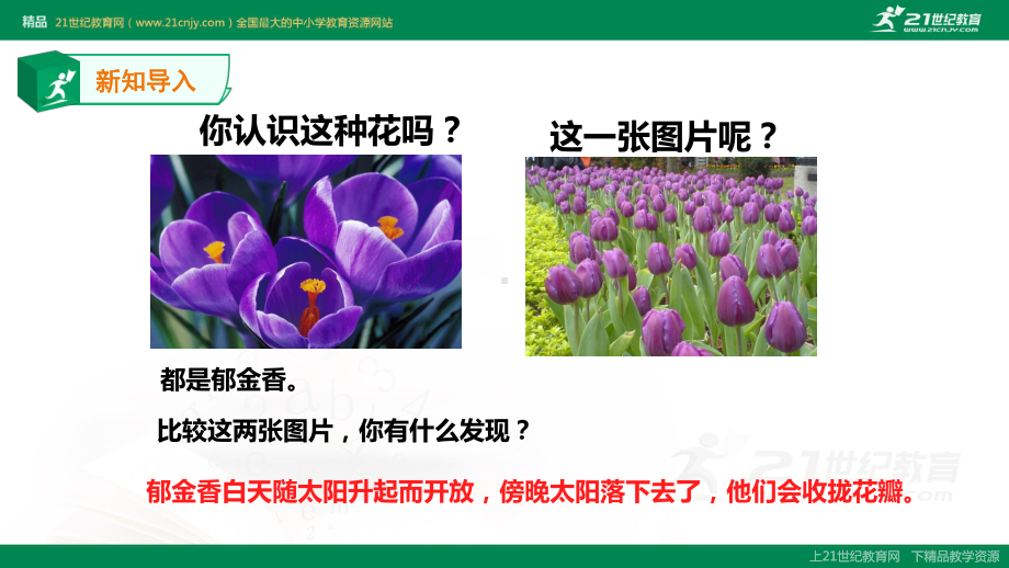 昼夜对动植物的影响课件.ppt_第2页