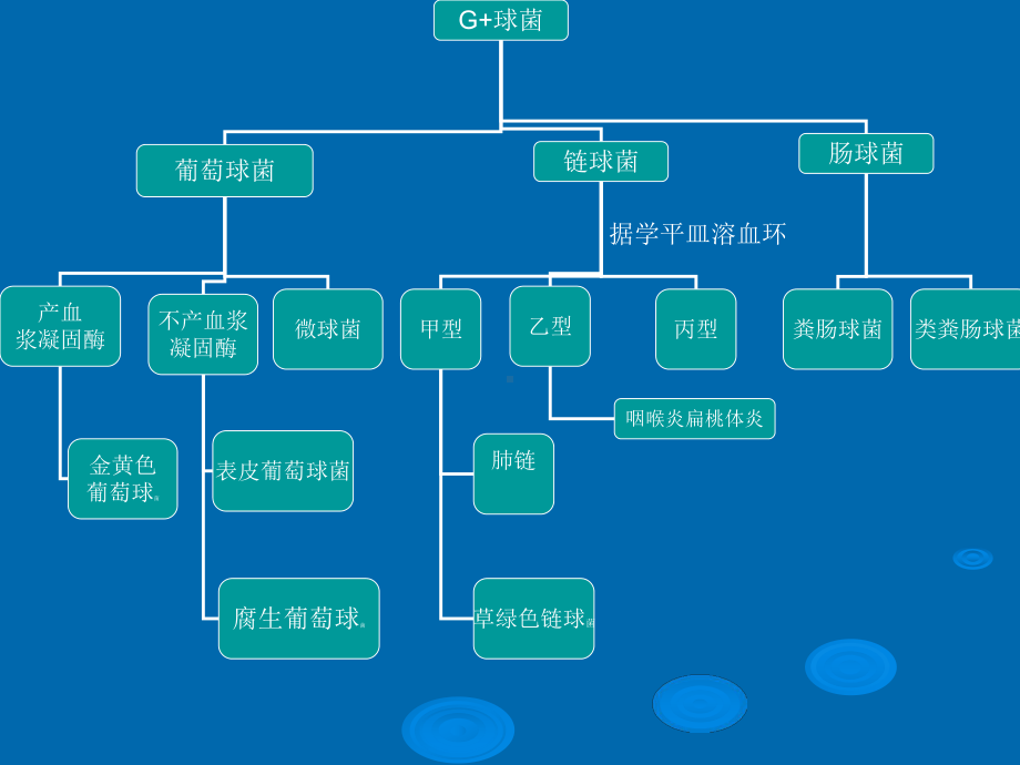 抗菌药物应用-课件.ppt_第3页