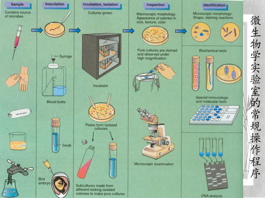 微生物实验室常用器具及其包装课件.ppt_第3页