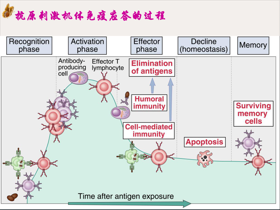 抗原金伯泉课件(模板).ppt_第3页