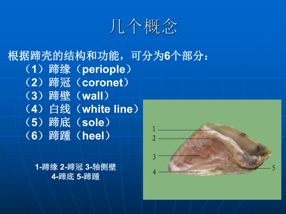 奶牛蹄病与护蹄课件.ppt_第3页