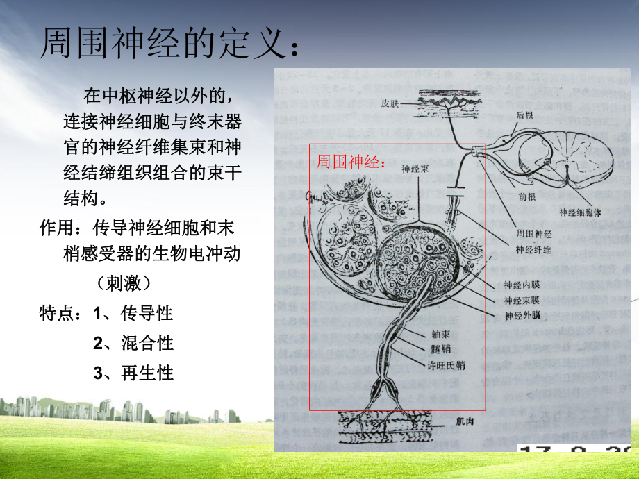 周围神经损伤-尺神经损伤分解课件.ppt_第2页