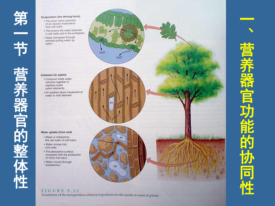 植物学营养器官的整体性课件.ppt_第3页