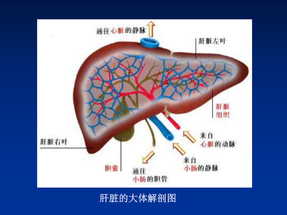 病理生理学课件第十七章—肝衰1.ppt_第2页