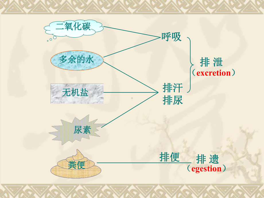 尿液的形成与排出课件.ppt_第2页