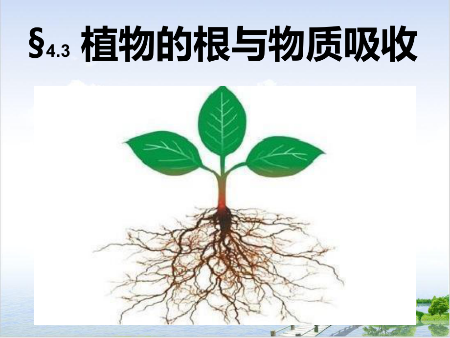 浙教版八级下册科学课件植物的根与物质吸收.pptx_第2页