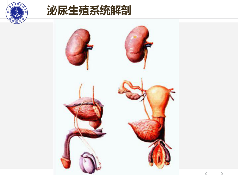 泌尿男生殖系外科检查课件.ppt_第2页