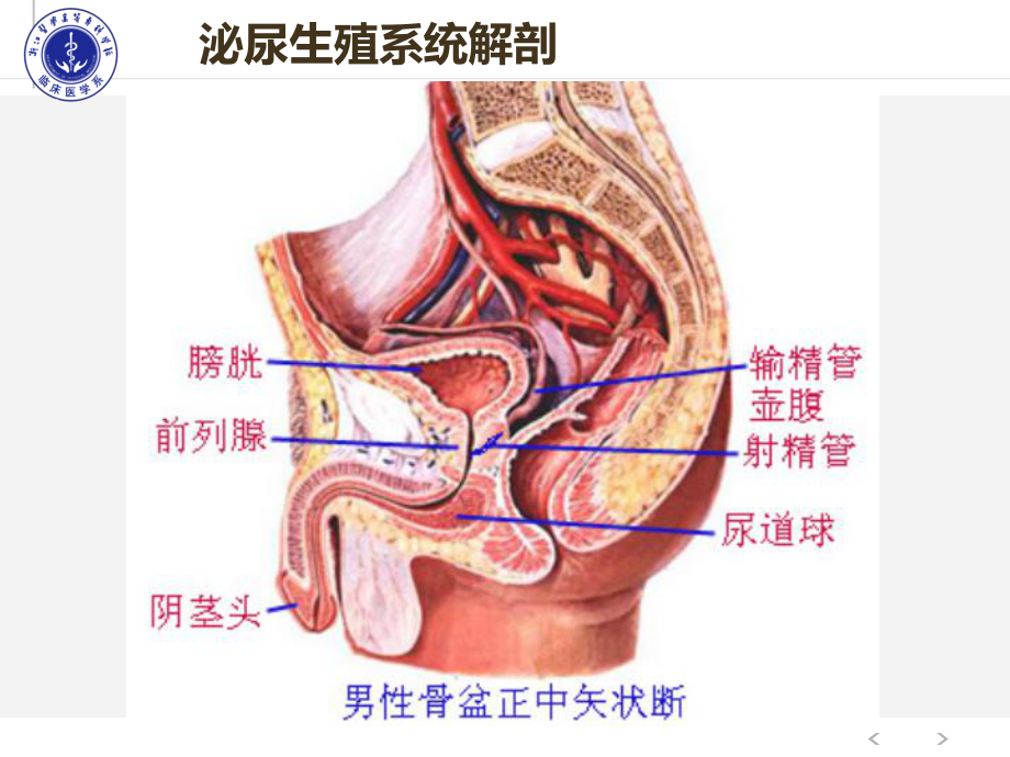 泌尿男生殖系外科检查课件.ppt_第3页