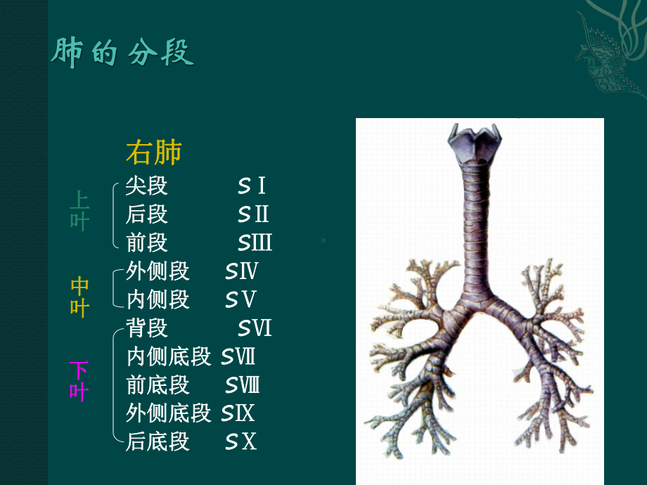 最新-肺癌的分期及手术治疗-课件.ppt_第3页