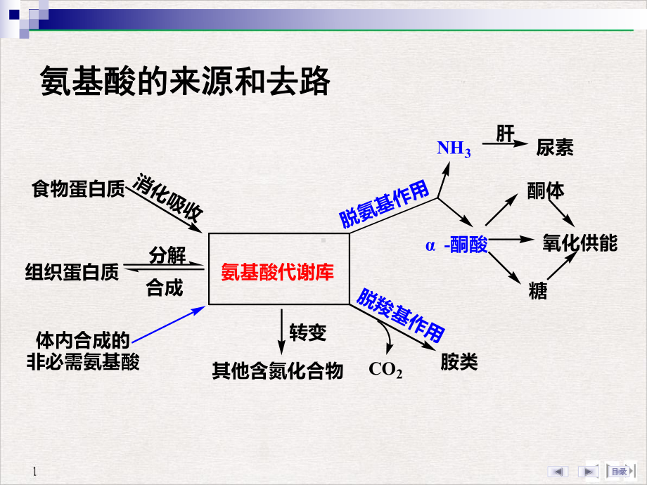 氨基酸代谢讲标准课件.pptx_第2页