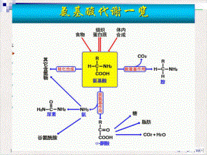 氨基酸代谢讲标准课件.pptx