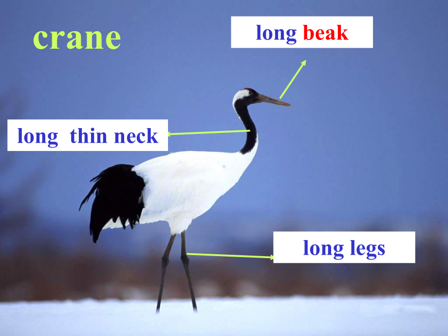 牛津译林版8A-Unit6-Birdwatching-Welcome-to-the-unit课件.ppt（纯ppt,可能不含音视频素材）_第2页