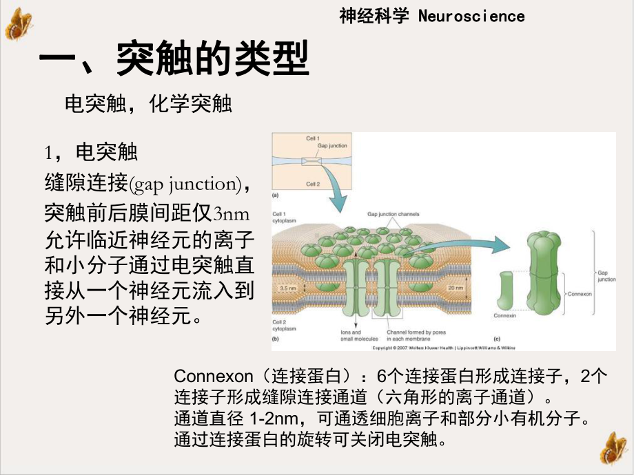 神经元的信息传递课件.pptx_第2页