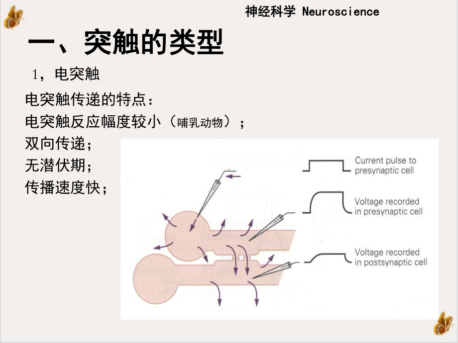 神经元的信息传递课件.pptx_第3页