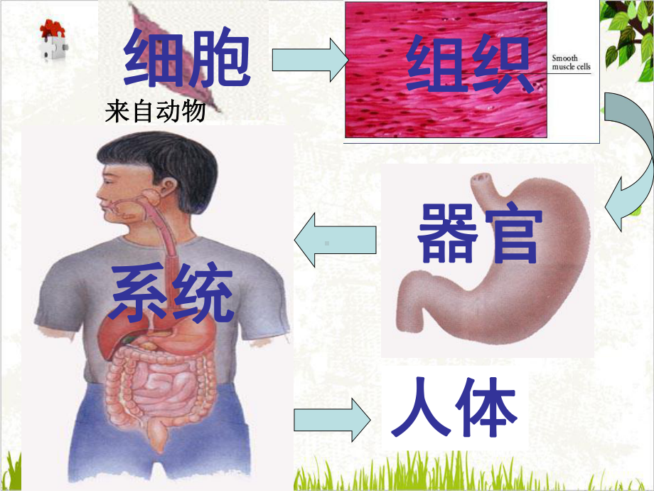 浙教版七级科学上册常见动物课件.ppt_第3页