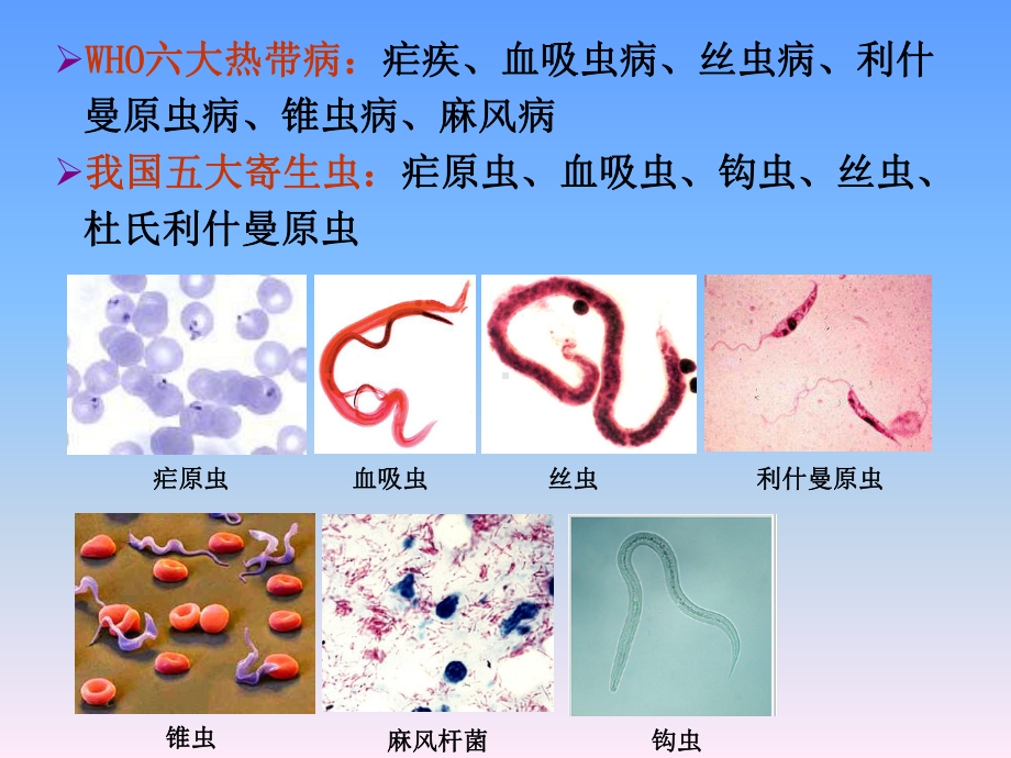 日本血吸虫病课件.pptx_第3页