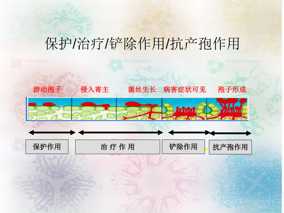 杀菌剂的作用方式课件.ppt_第3页