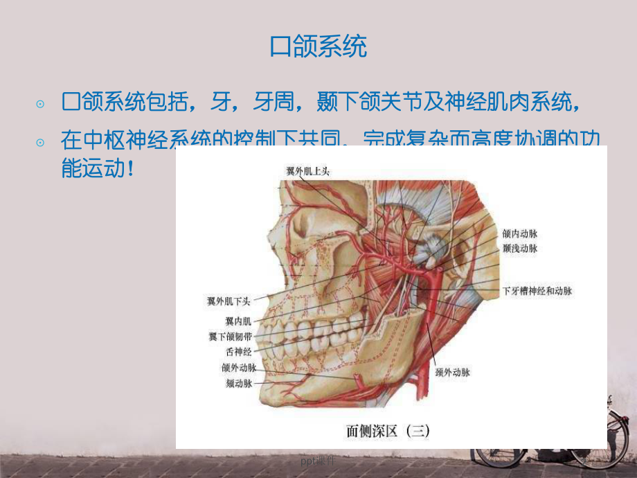 咬合病与TMD的修复治疗-课件.ppt_第2页