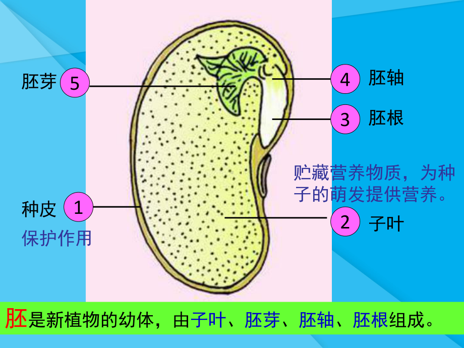 种子的萌发课件22-济南版优秀课件.ppt_第2页