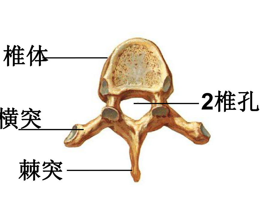 济光解剖图片实物提纲(期末复习资料)课件.ppt_第3页