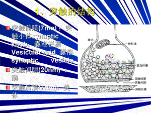 神经元之间的联系课件.pptx