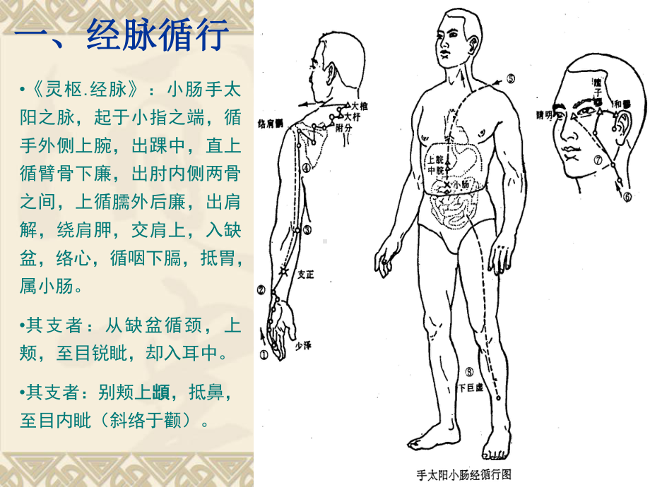 手太阳小肠经1-1-课件.ppt_第3页