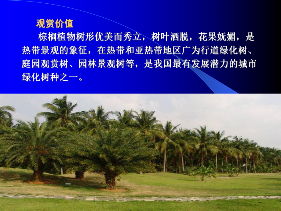 海南棕榈植物主要害虫防控技术课件.ppt_第3页