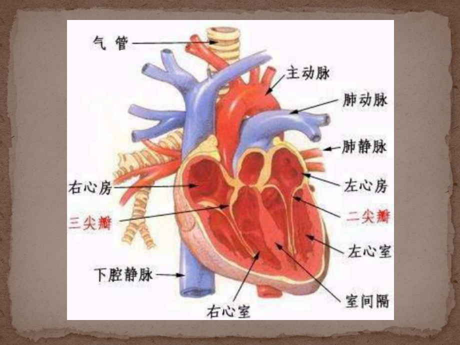 哺乳动物心脏的解剖和观察课件.ppt_第2页