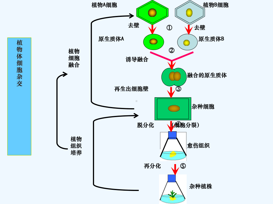 植物细胞工程的实际应用[1]课件.ppt_第3页