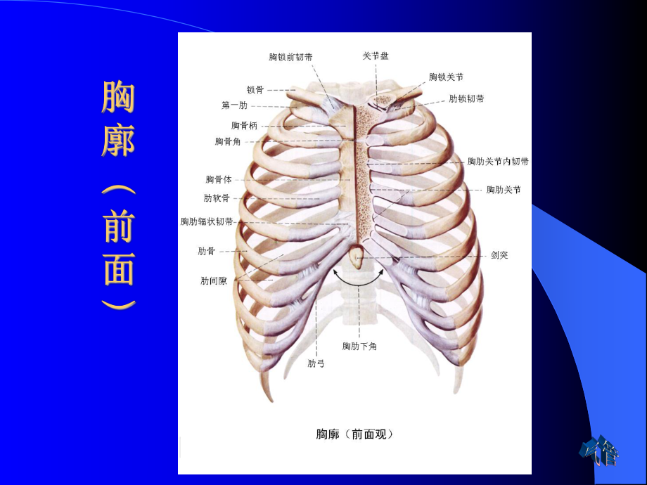 呼吸系统-呼吸系统的解剖结构-课件.ppt_第3页