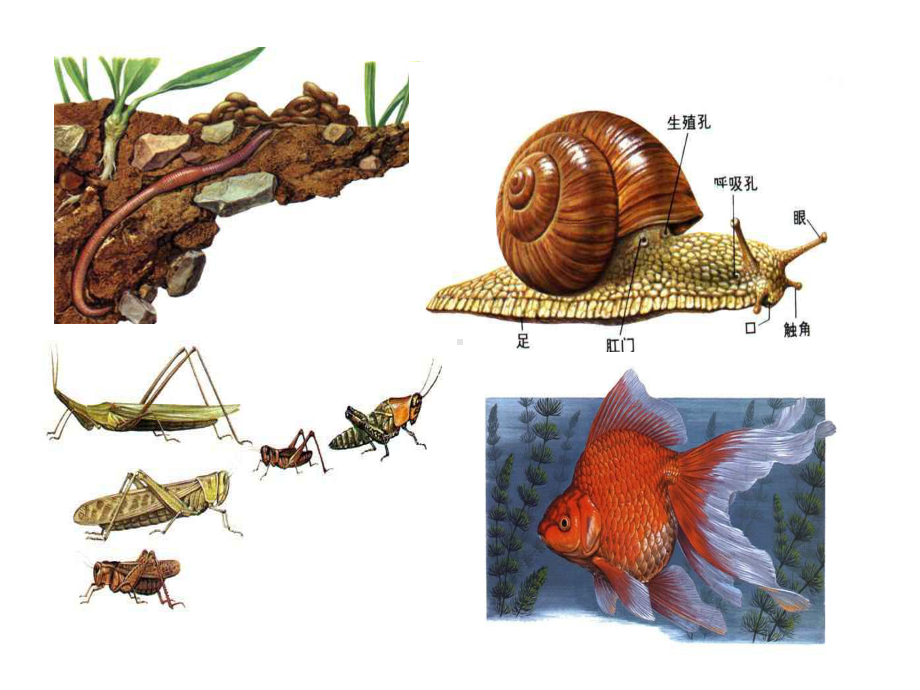 水中生活的动物课件.ppt_第2页