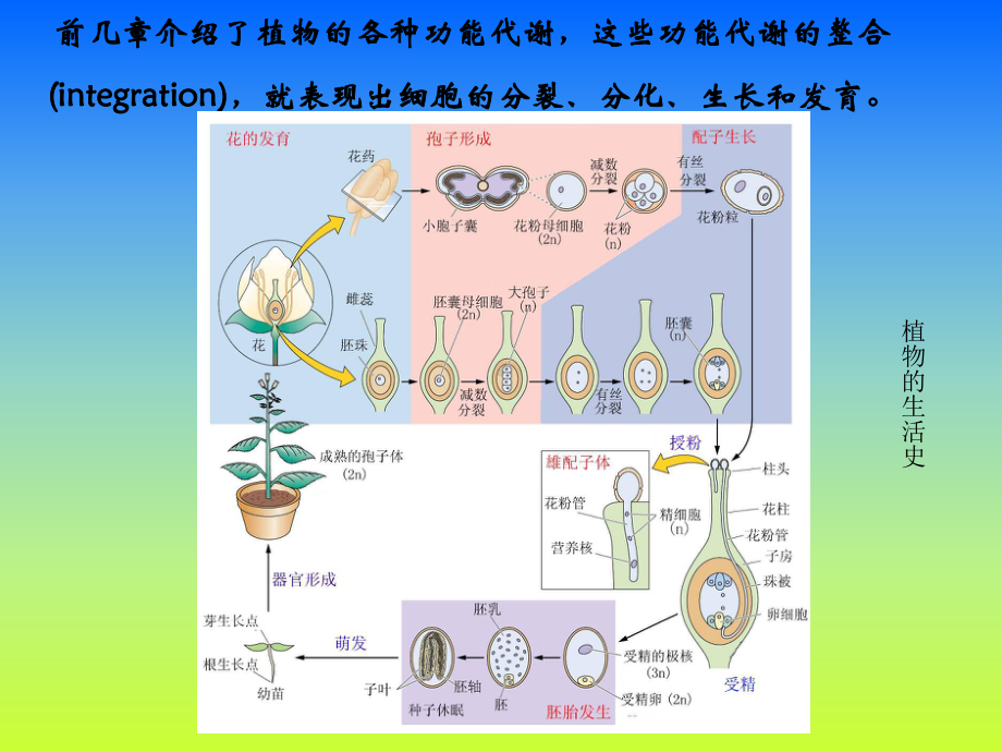 植物生理学课件-09生长生理.ppt_第3页