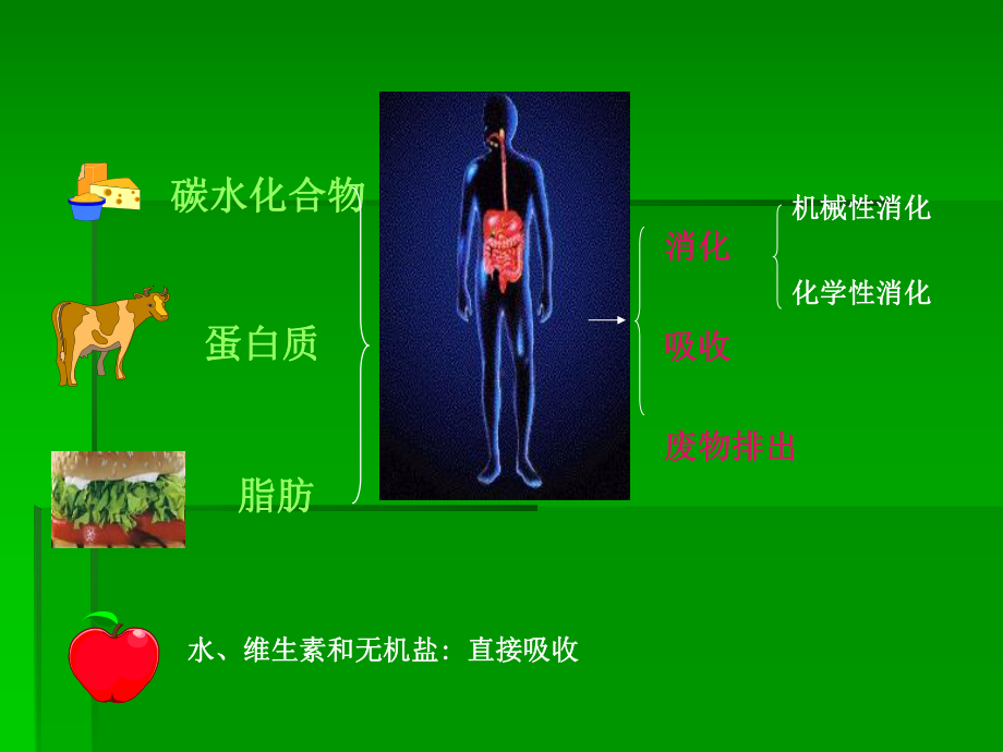 消化与吸收-课件.ppt_第2页