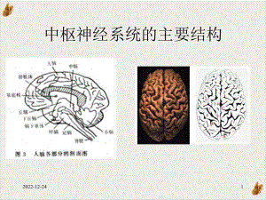 神经学基础课件.pptx