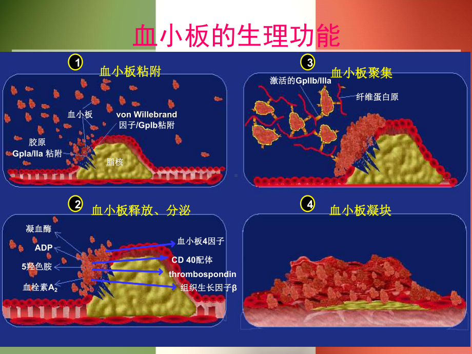 抗血小板药物讲解课件.ppt_第2页