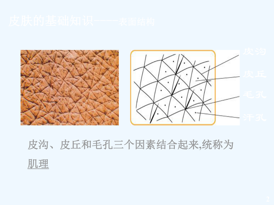 皮肤基础知识1课件.ppt_第3页