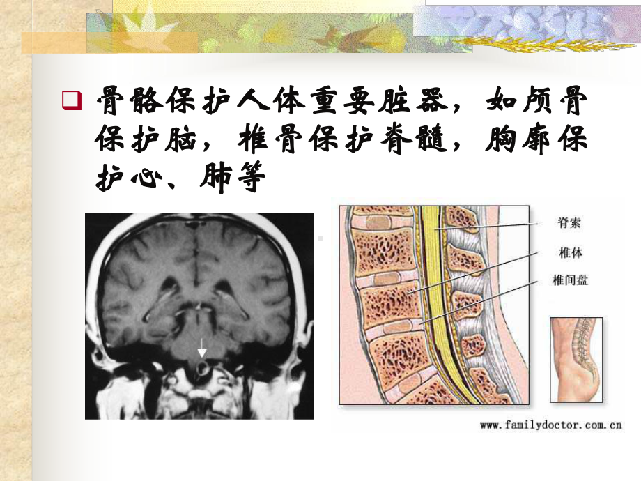 小骨骼、骨质疏松家族史课件.ppt_第2页