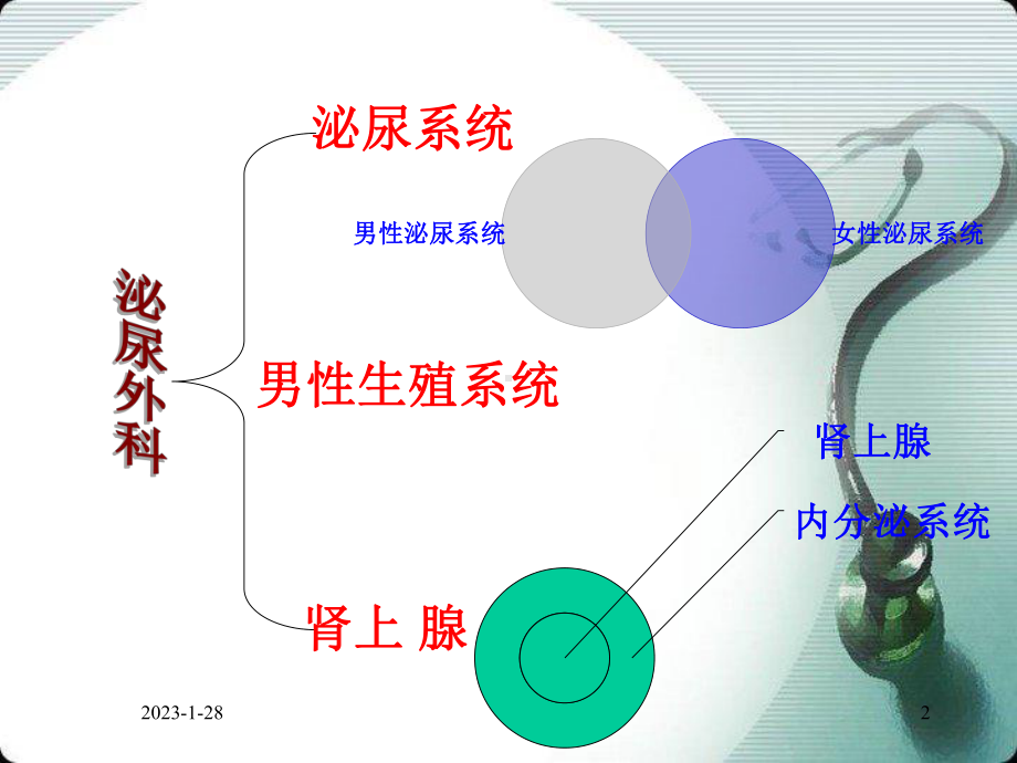 泌尿生殖系统的解剖与生理资料课件.ppt_第2页