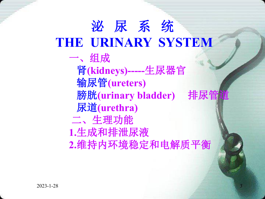 泌尿生殖系统的解剖与生理资料课件.ppt_第3页