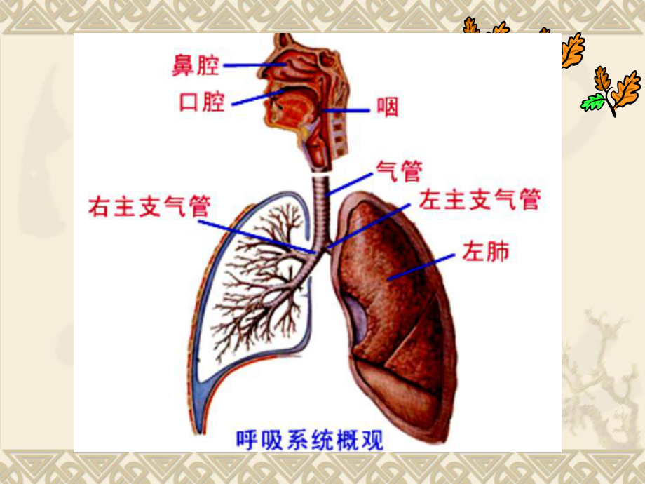 生理课件：呼吸.ppt_第2页