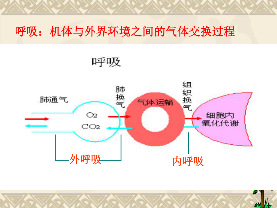 生理课件：呼吸.ppt_第3页