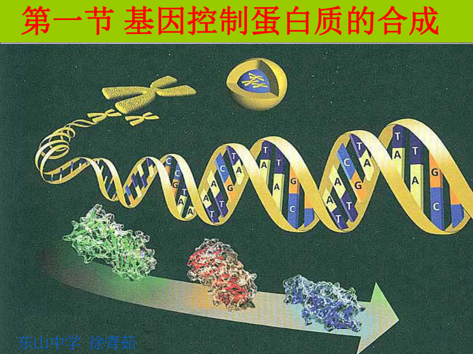 最新基因指导蛋白质的合成-课件.ppt_第2页