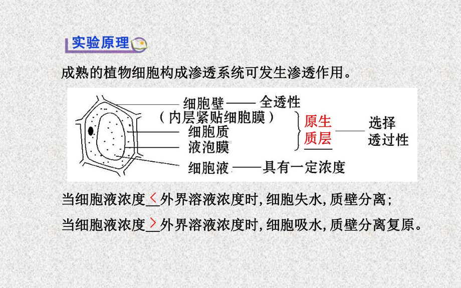 必修1-探究植物细胞的吸水和失水讲解课件.ppt_第2页