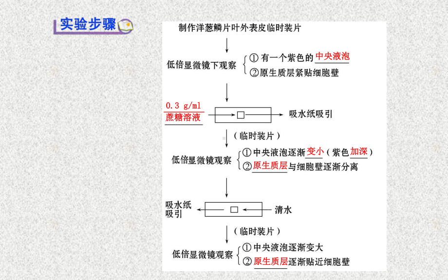 必修1-探究植物细胞的吸水和失水讲解课件.ppt_第3页