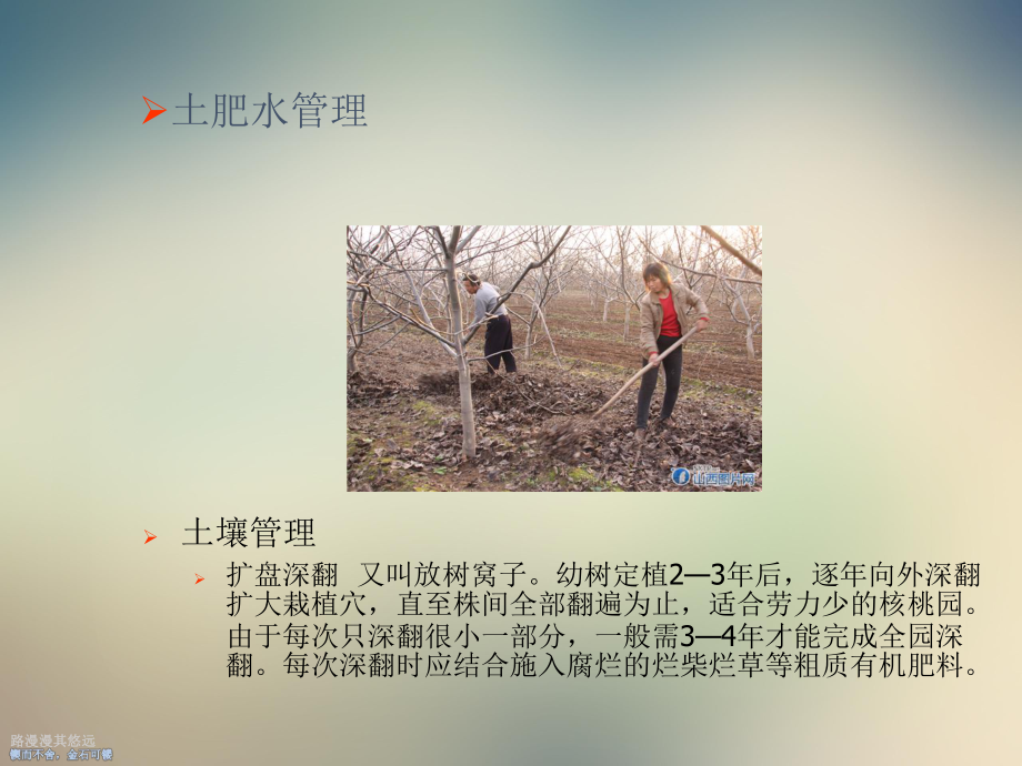 核桃栽培管理技术培训课件.ppt_第3页