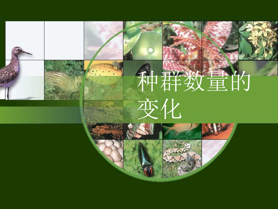 必修三种群的数量变化课件.ppt_第1页